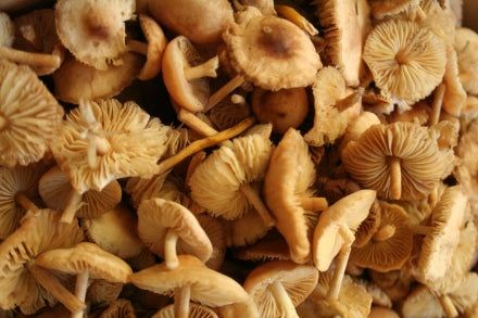 Fairy Ring Mushrooms with Parsley
    
    
    
      &ndash; Mycoboutique