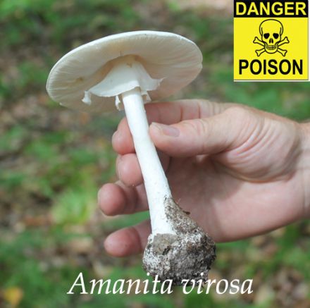 Overview of poisonings in North America