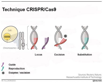 CRISPR or the truly white button mushroom